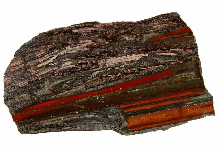 Stromatolite Slice - Pilbara, Australia ( Billion Years) #180010